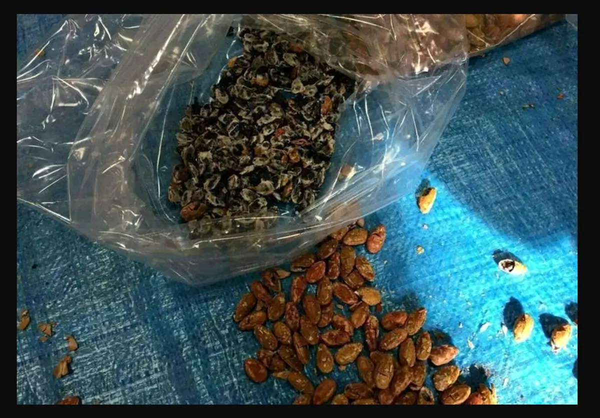 کشف خرما‌های تریاکی در تهران