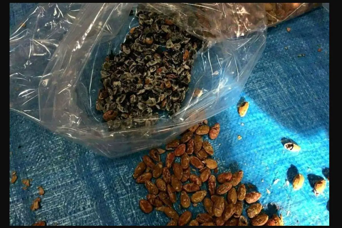 کشف خرماهای تریاکی در تهران