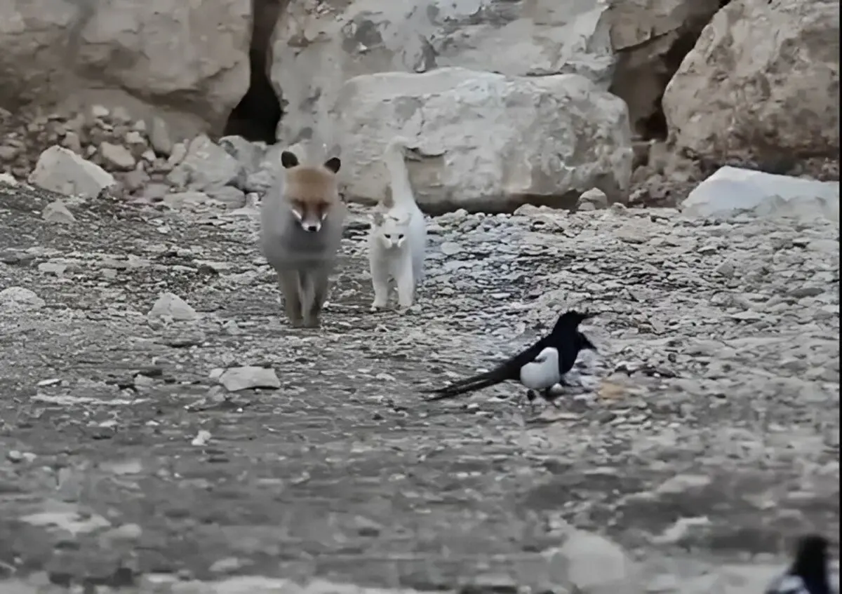 (ویدئو) رفاقت بامزه گربه و روباه