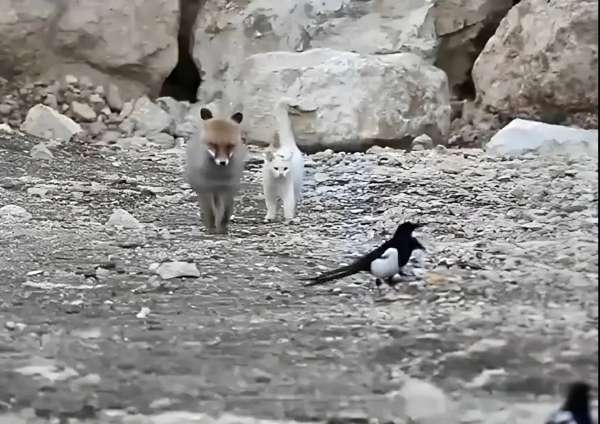 (ویدئو) رفاقت بامزه گربه و روباه