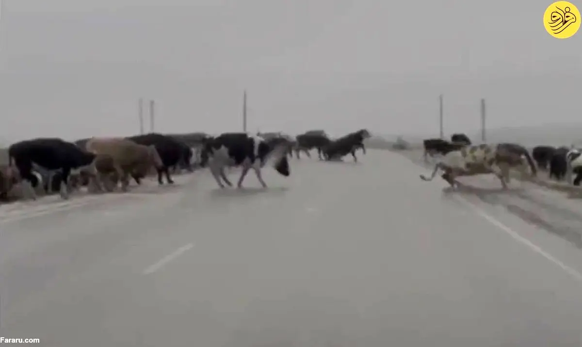 (ویدئو) لیز خوردن گاوها روی جاده یخ‌زده
