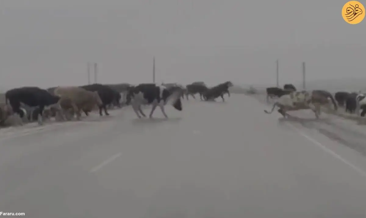(ویدئو) لیز خوردن گاوها روی جاده یخ‌زده