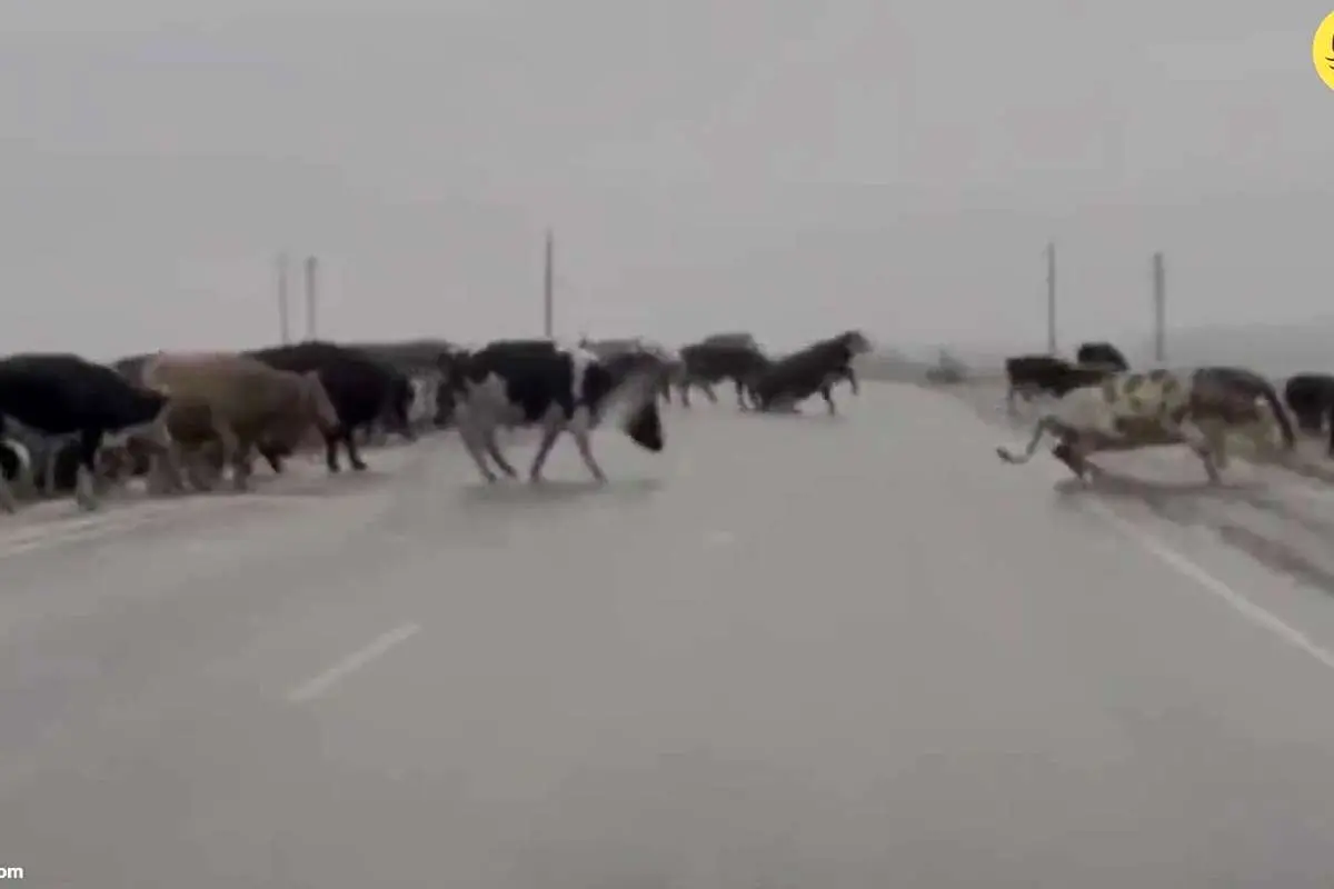 (ویدئو) لیز خوردن گاوها روی جاده یخزده