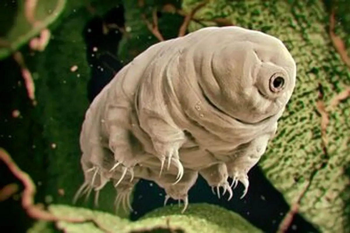 جان‌سخت‌ترین موجود جهان که در هر شرایطی زنده می‌ماند