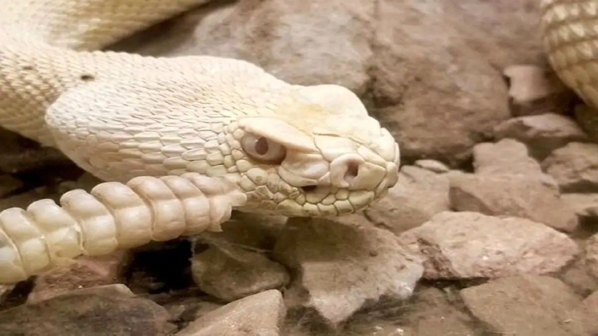 (ویدئو) مار بندجورابی؛ شکارچی که در آب بوی ماهی را دنبال می‌کند