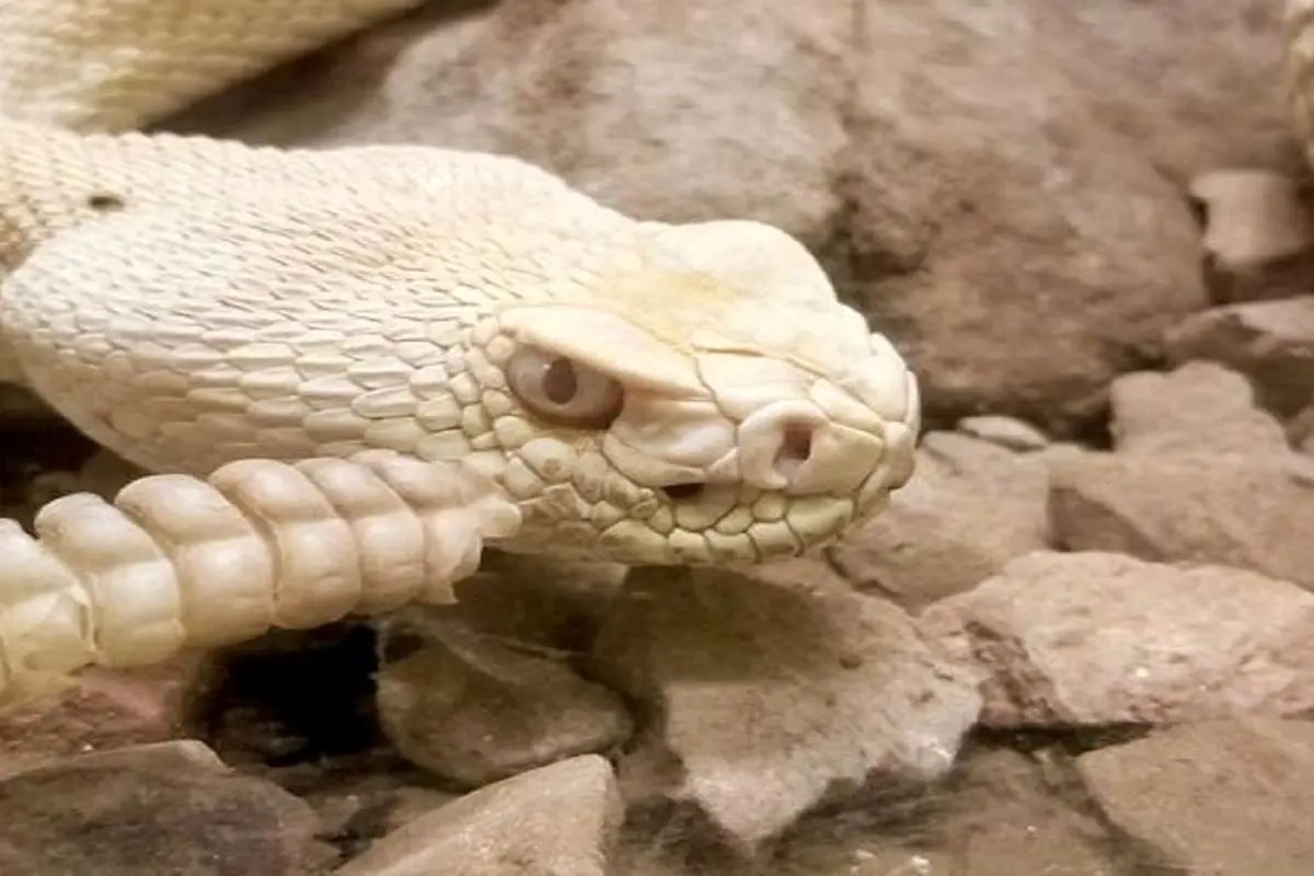 (ویدئو) مار بندجورابی؛ شکارچی که در آب بوی ماهی را دنبال می‌کند