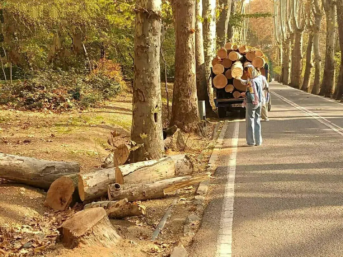 شکایت شهرداری تهران از کاخ سعدآباد برای قطع ۱۵ درخت