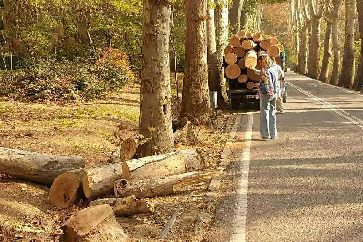 شکایت شهرداری تهران از کاخ سعدآباد برای قطع ۱۵ درخت