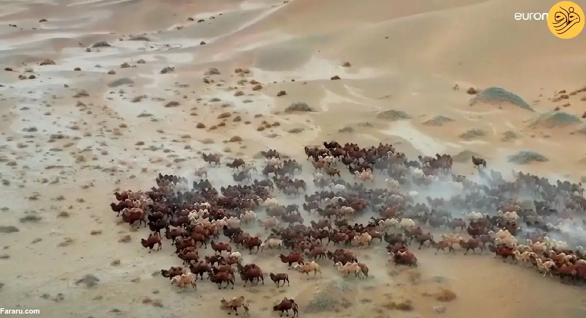 (ویدئو) مهاجرت شترها به مراتع زمستانی در بیابان باداین جاران