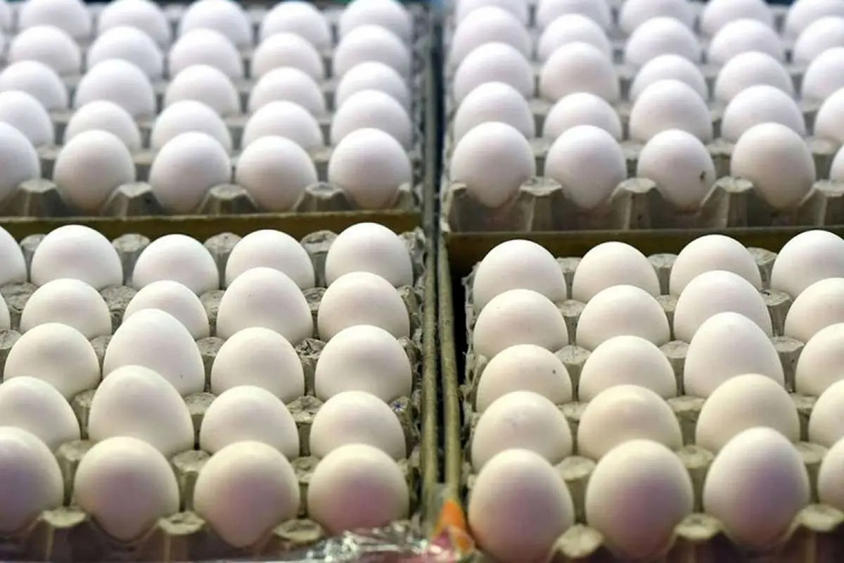 قیمت تخم مرغ بسته بندی در بازار چند؟