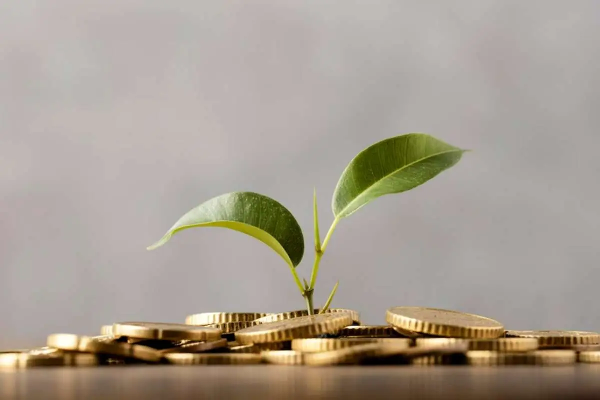 چرا صندوق زیتون گزینه مناسبی برای سرمایه‌گذاران حقوقی است؟