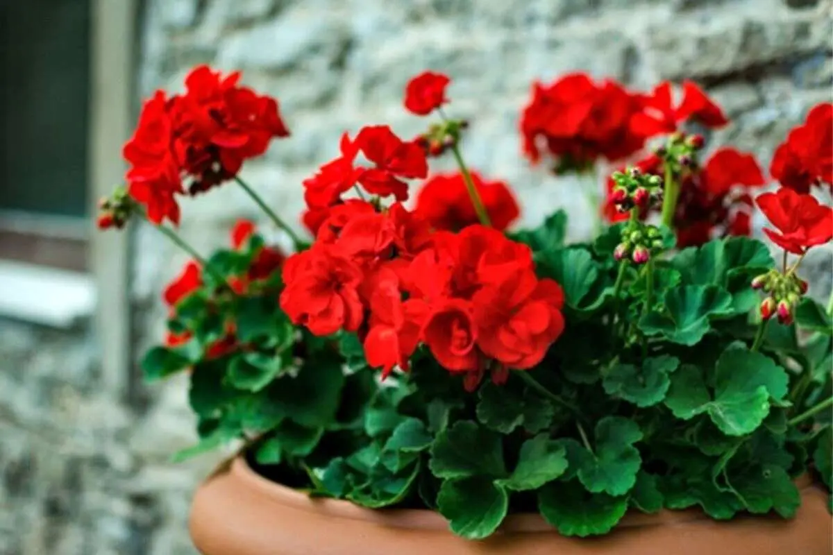 ۵ نکته مهم برای نگهداری صحیح از یک شمعدانی پرگل