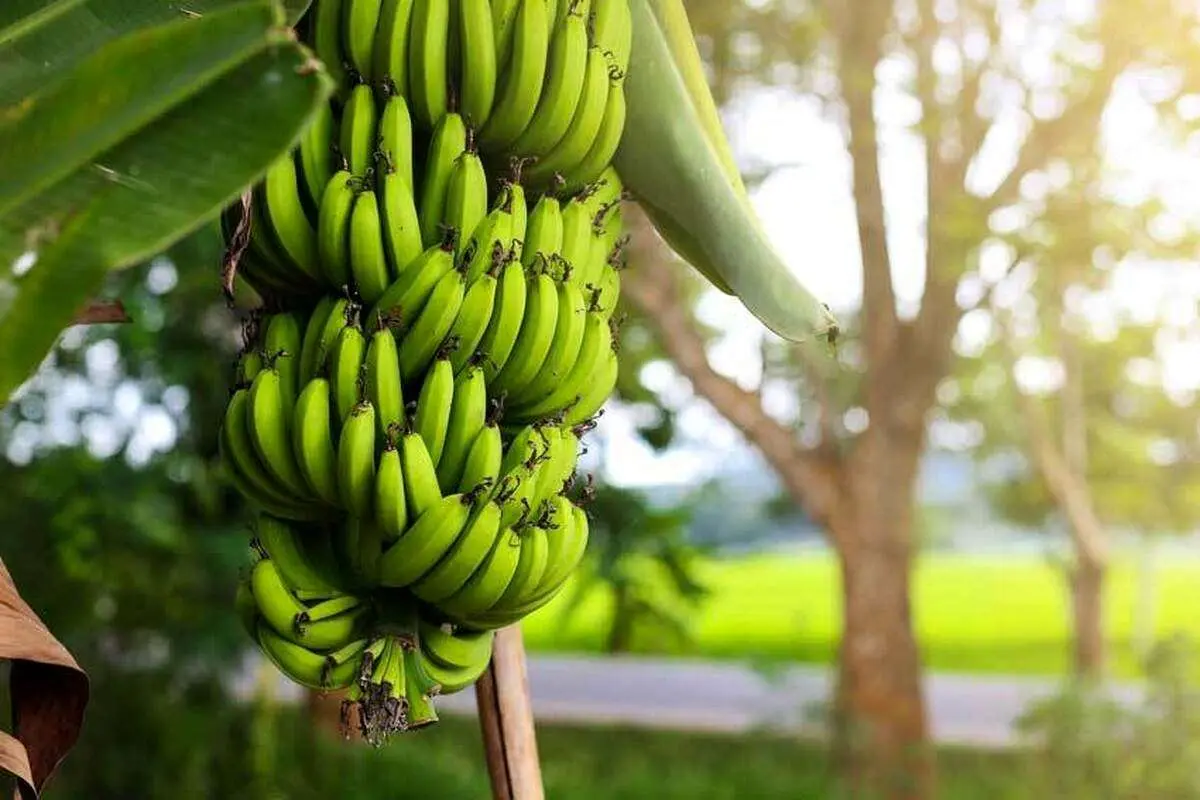 (ویدیو) پرورش مخفیانه درخت موز در یک بلوار توسط مرد ژاپنی!