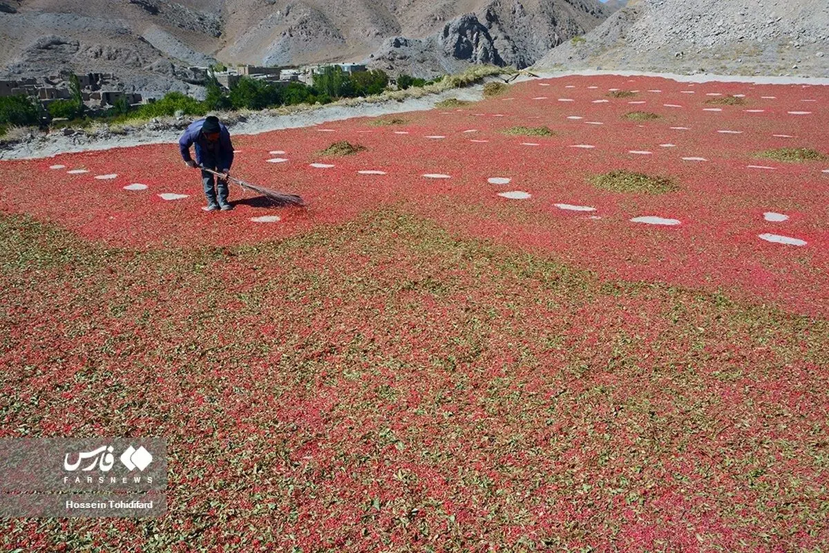(تصاویر) برداشت زرشک در خراسانی جنوبی