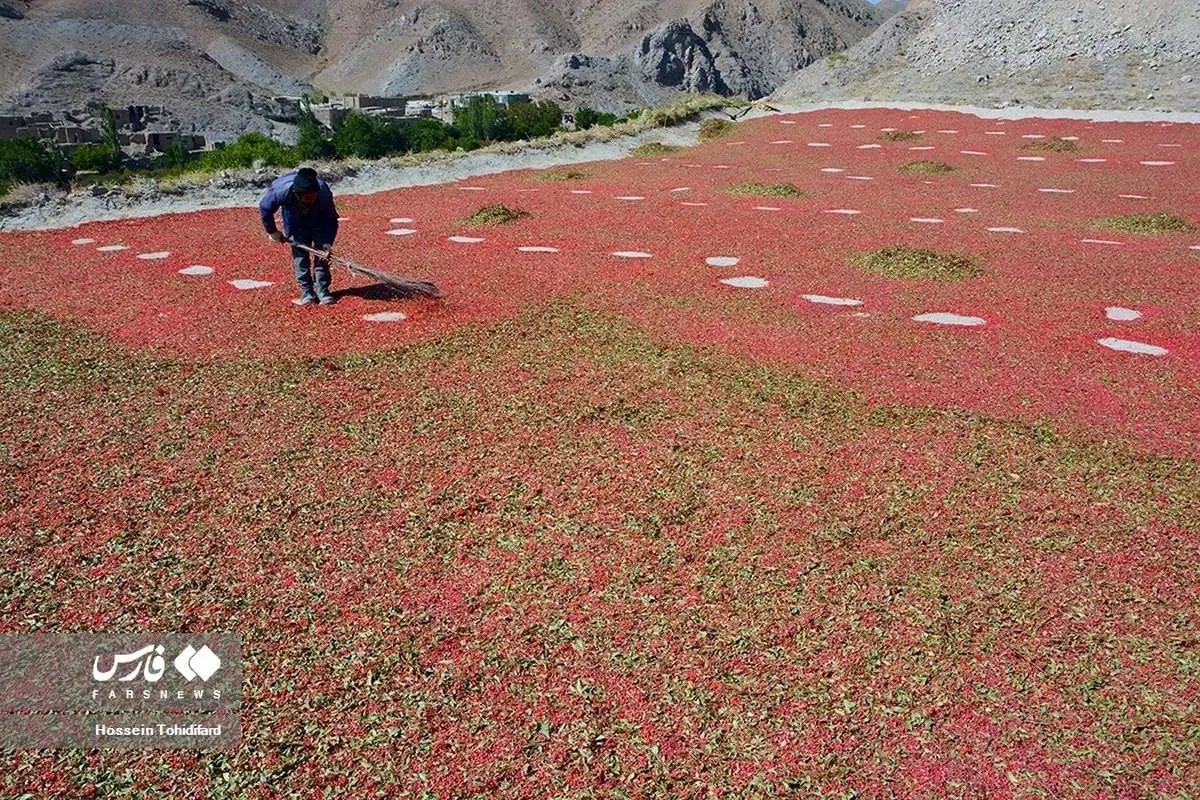 (تصاویر) برداشت زرشک در خراسانی جنوبی
