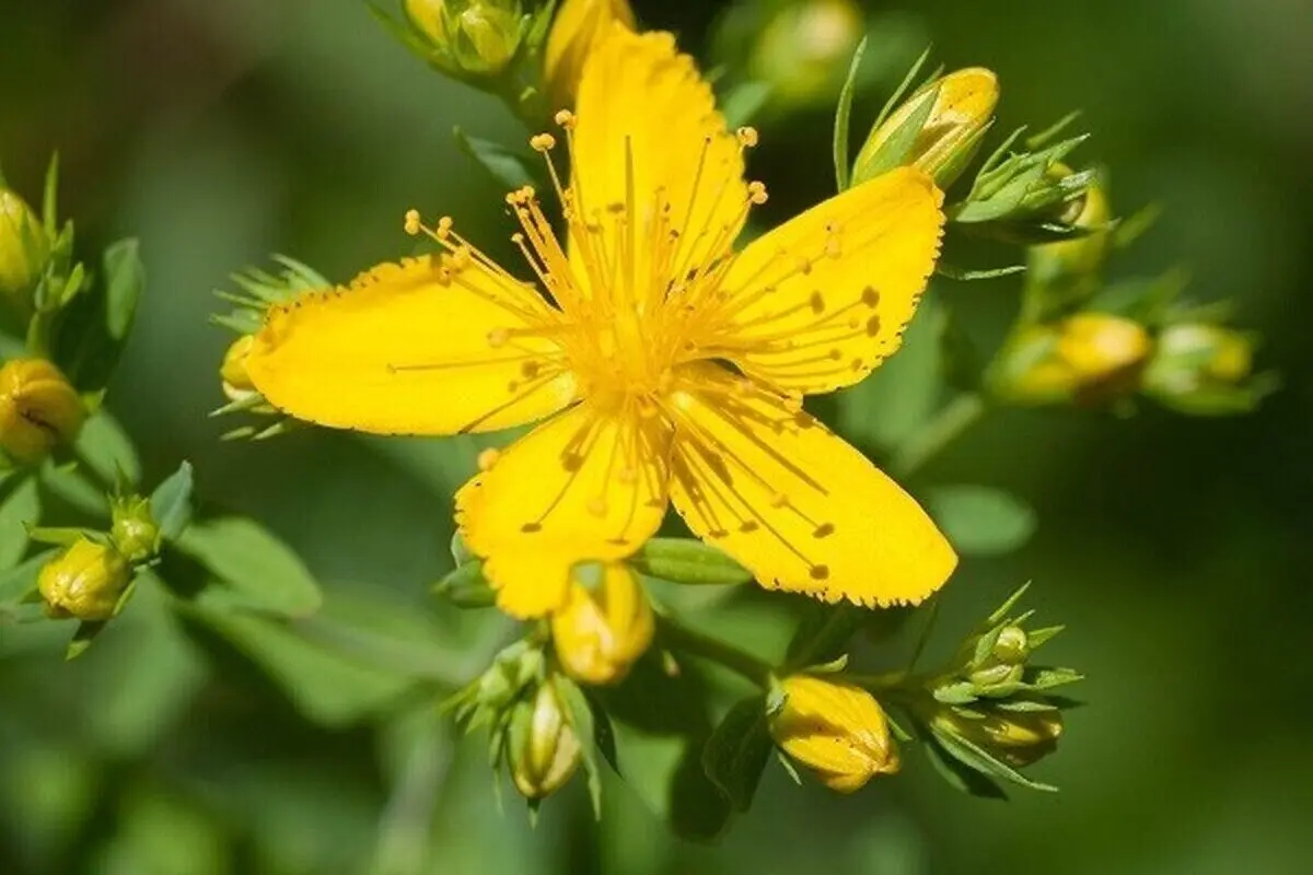 گل راعی؛ درمانگر افسردگی/عوارض جانبی، ایمنی و موارد منع مصرف