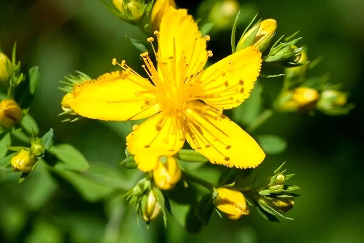گل راعی؛ درمانگر افسردگی/عوارض جانبی، ایمنی و موارد منع مصرف