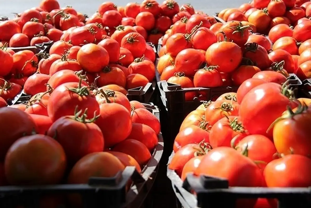 گوجه فرنگی ارزان می‌شود