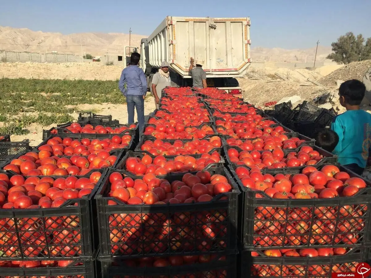 روزنامه جمهوری اسلامی: اگر می‌دانستید گوجه فرنگی گران می‌شود پس چرا کاری نکردید؟