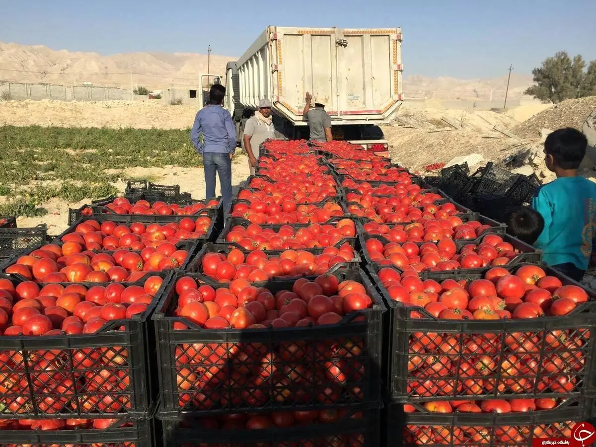 روزنامه جمهوری اسلامی: اگر می‌دانستید گوجه فرنگی گران می‌شود پس چرا کاری نکردید؟