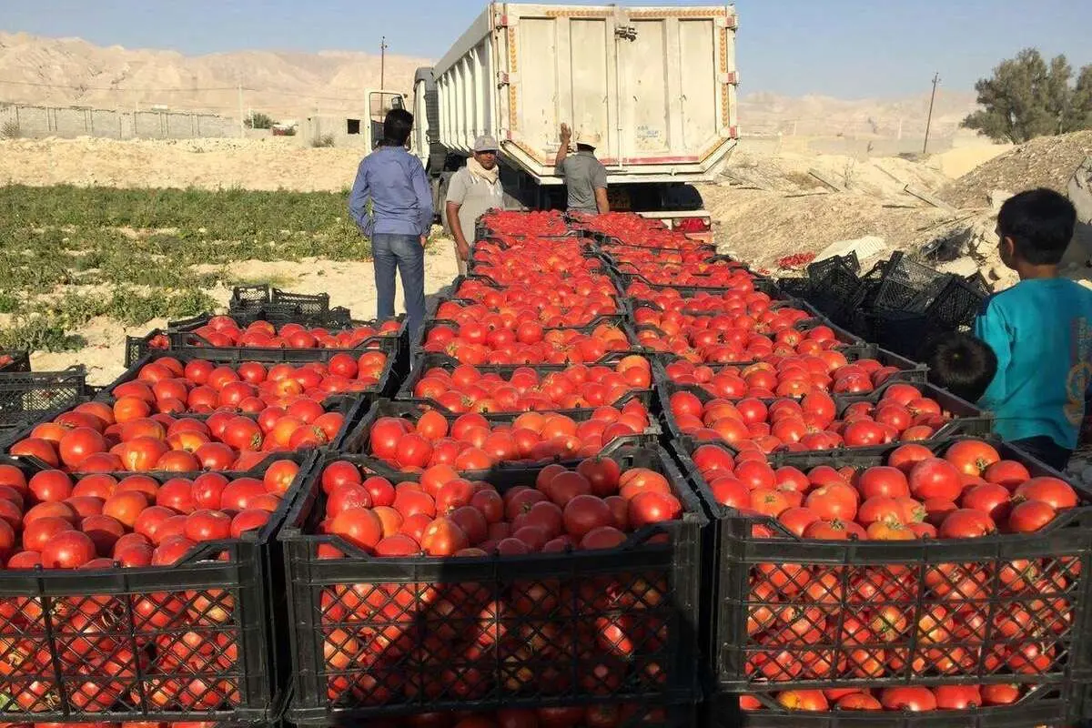 روزنامه جمهوری اسلامی: اگر میدانستید گوجه فرنگی گران میشود پس چرا کاری نکردید؟