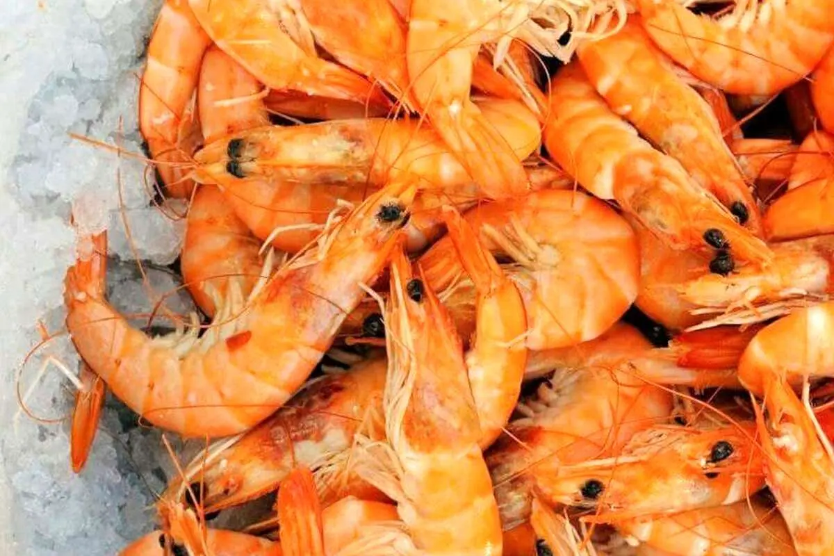 چرا میگوها از چین برگشت