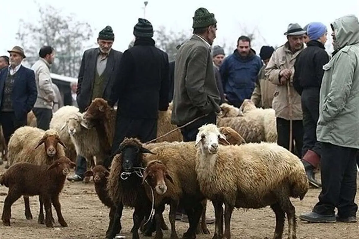 مرکز آمار: گوسفند زنده ۱۶۰ درصد گران شد