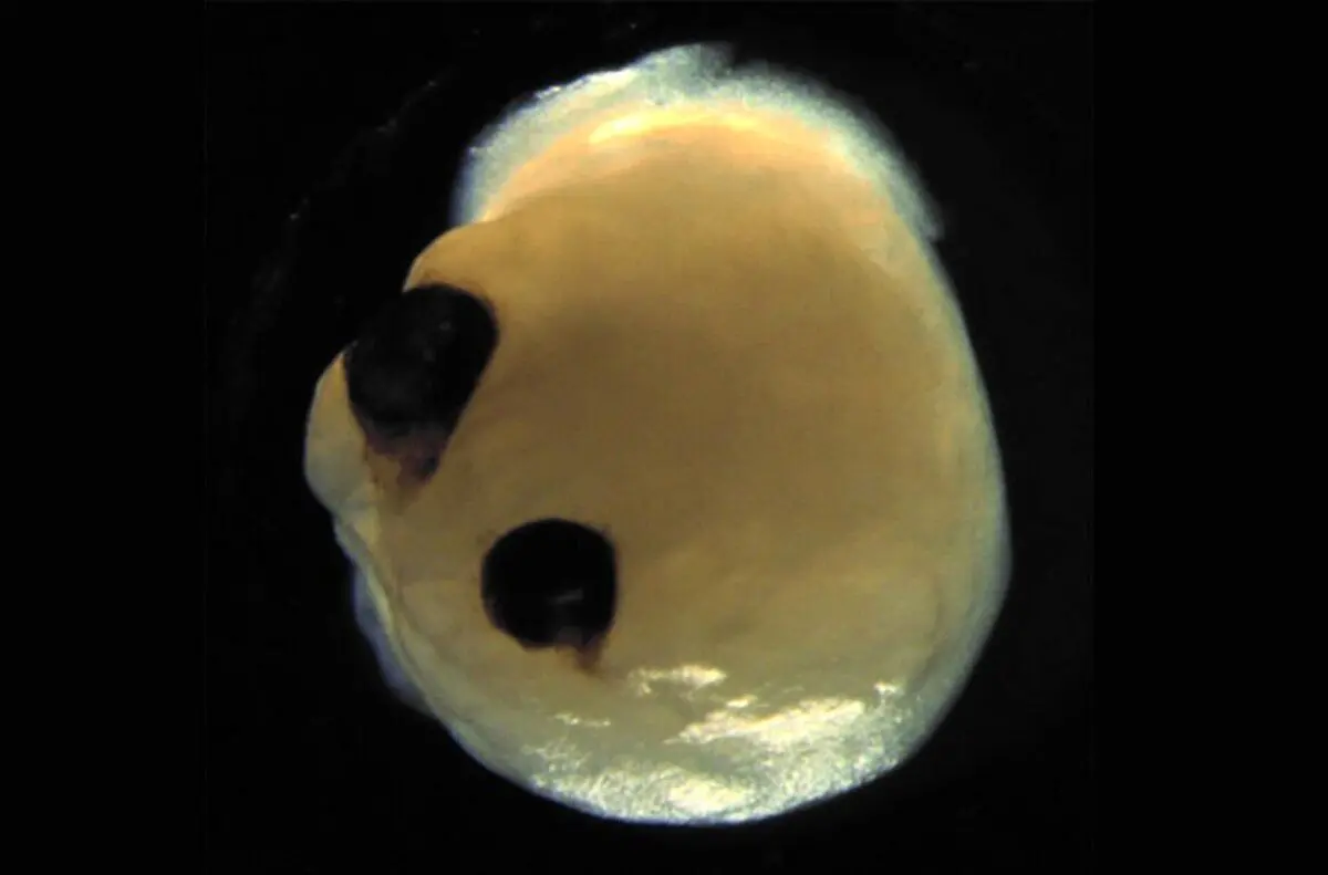 مغز پرورش‌یافته در آزمایشگاه چشم درآورد!