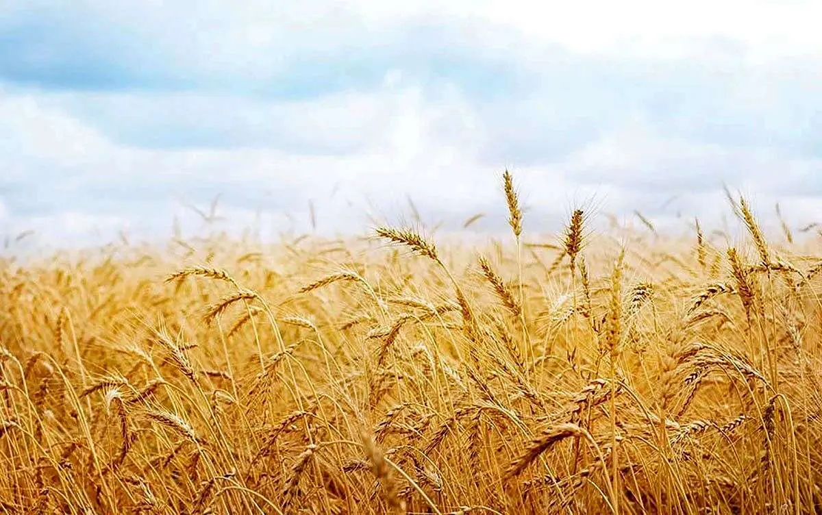 سرکوب سفره غذا