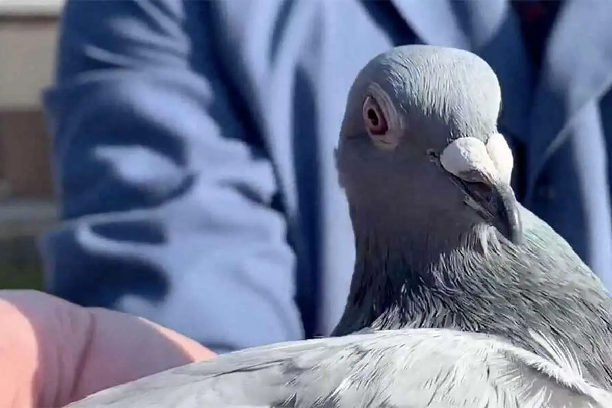 (عکس) سرویس پست کبوتر سیار آلمان، ۱۹۱۵
