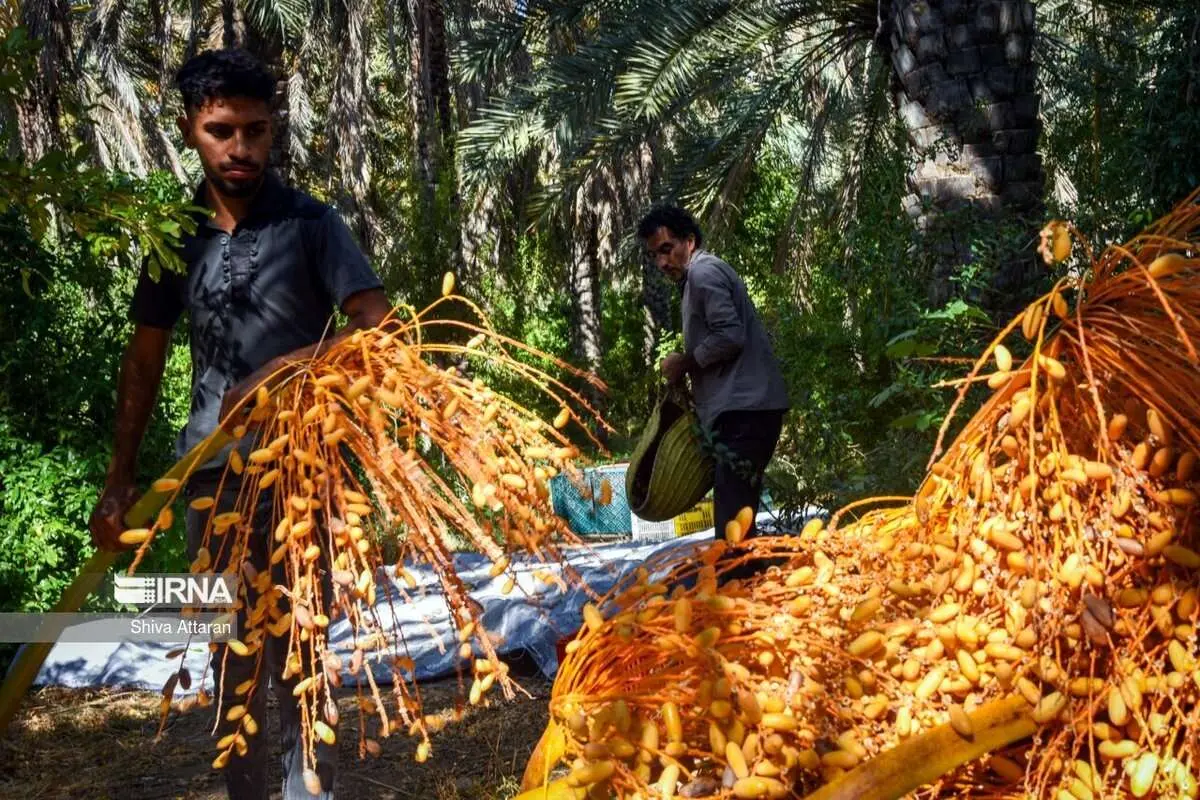 (تصاویر) خرمای خاوران