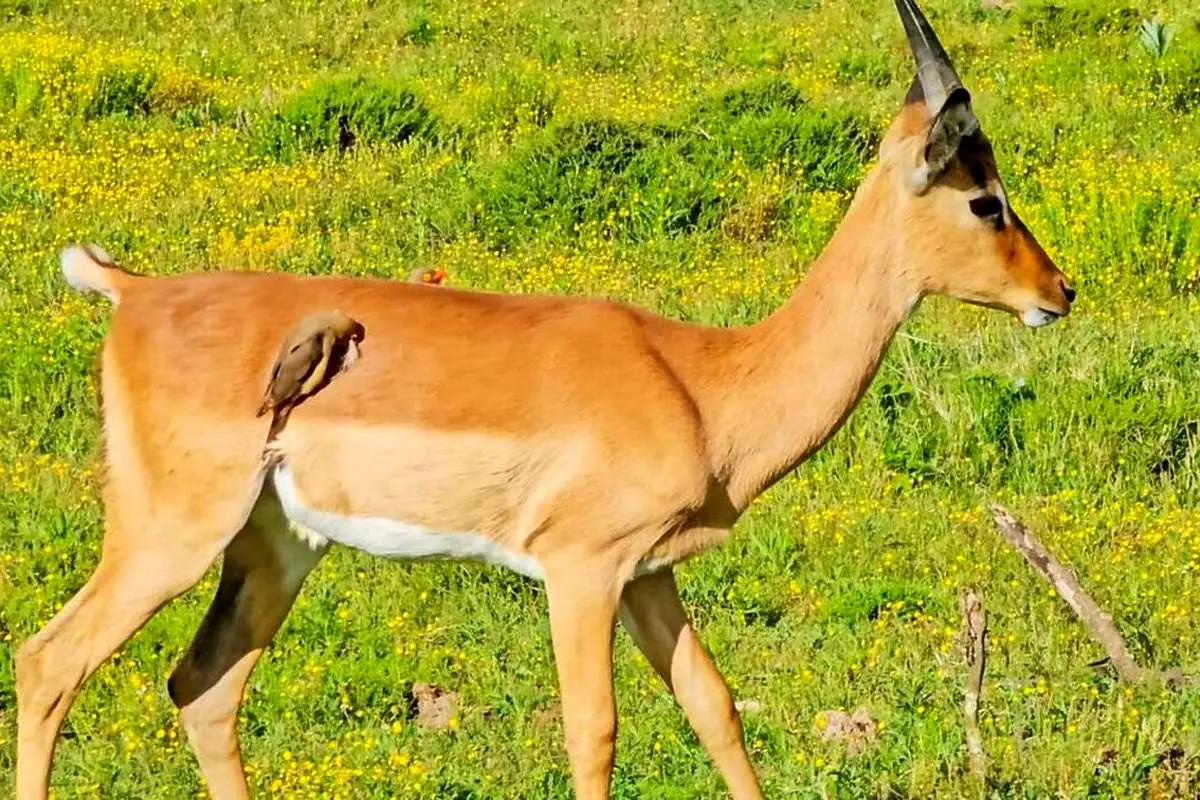 (ویدئو) کنهخوار با موهای ایمپالا صاحب سبیل شد!