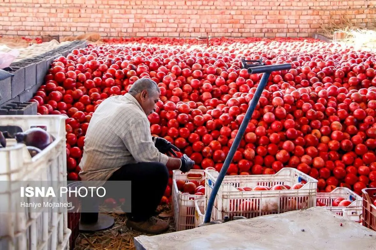 (تصاویر) ربگیری انار ساوه