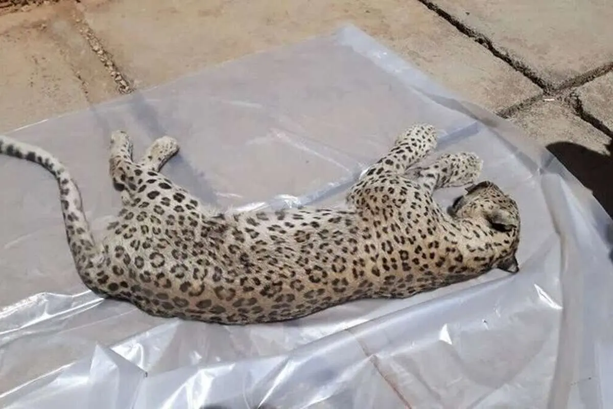 (ویدئو) مرگ تلخ یک توله پلنگ بر اثر تصادف در جاده جدید شیراز