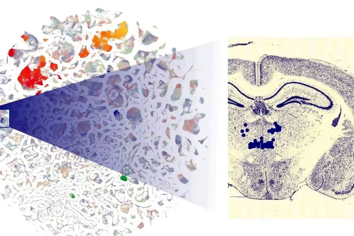 امید دانشمندان برای درک ذهن انسان از طریق نقشه کامل مغز موش