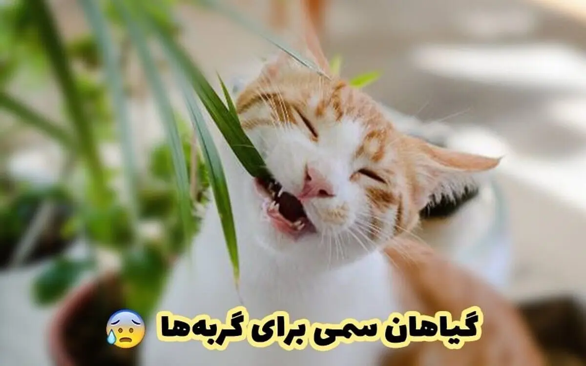 ۱۱ گیاه سمی برای گربه‌ها/ ۱۵ گیاه غیر سمی برای گربه‌ها