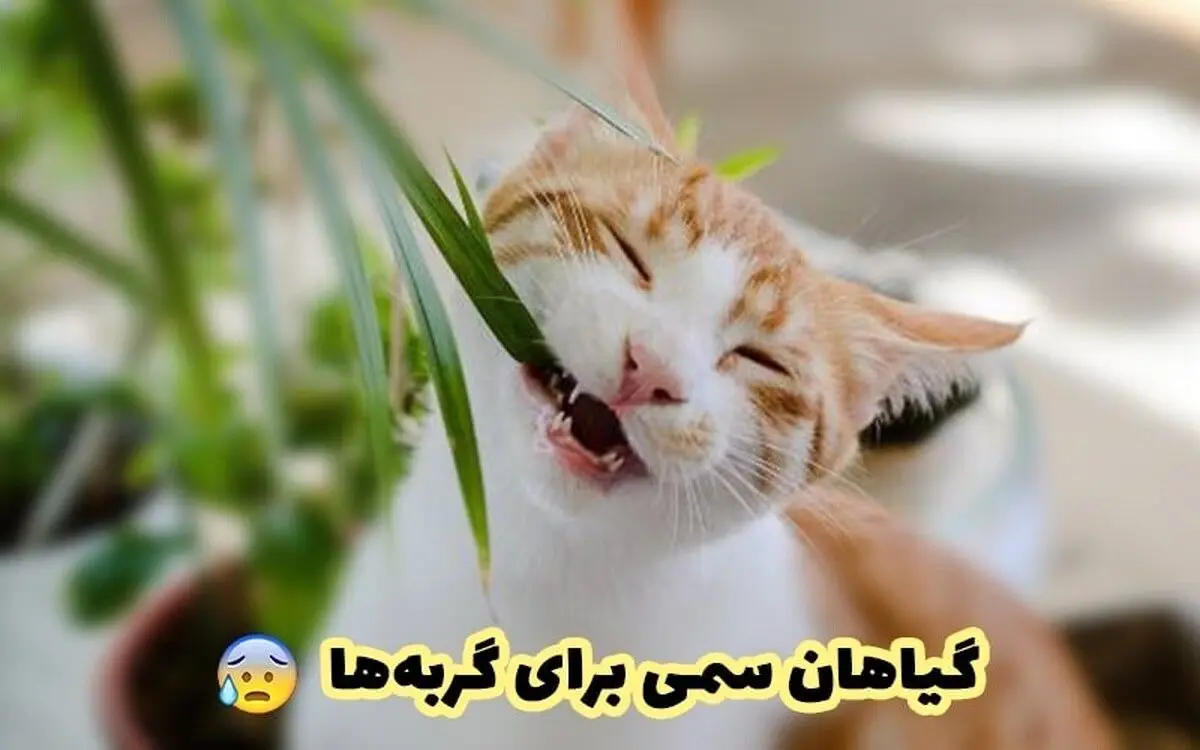 ۱۱ گیاه سمی برای گربه‌ها/ ۱۵ گیاه غیر سمی برای گربه‌ها