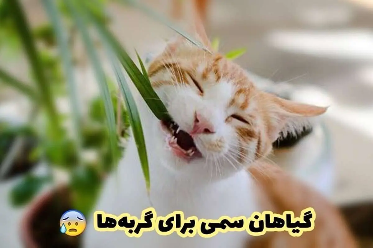 ۱۱ گیاه سمی برای گربهها/ ۱۵ گیاه غیر سمی برای گربهها