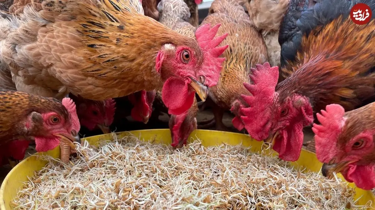 (ویدئو) روش خلاقانه کشاورز ویتنامی برای پروار کردن ۲۵۰۰ مرغ و خروس