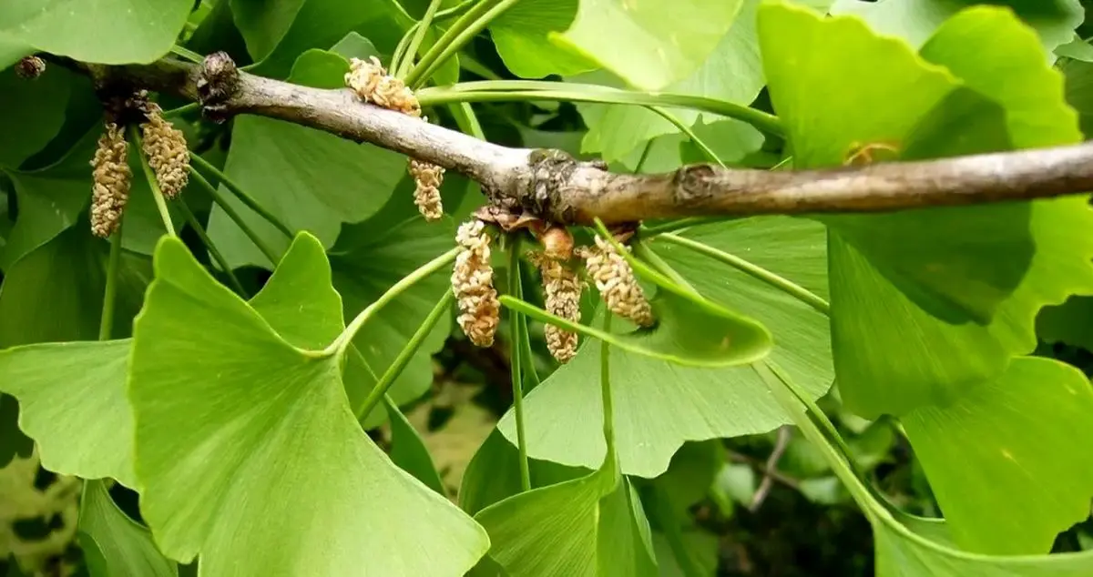 افزایش ۱۸ درصدی حافظه با خوردن این گیاه ژاپنی