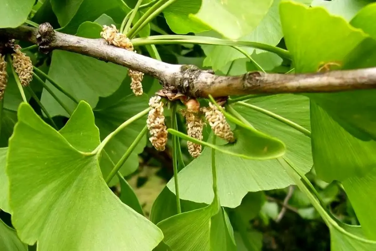 افزایش ۱۸ درصدی حافظه با خوردن این گیاه ژاپنی