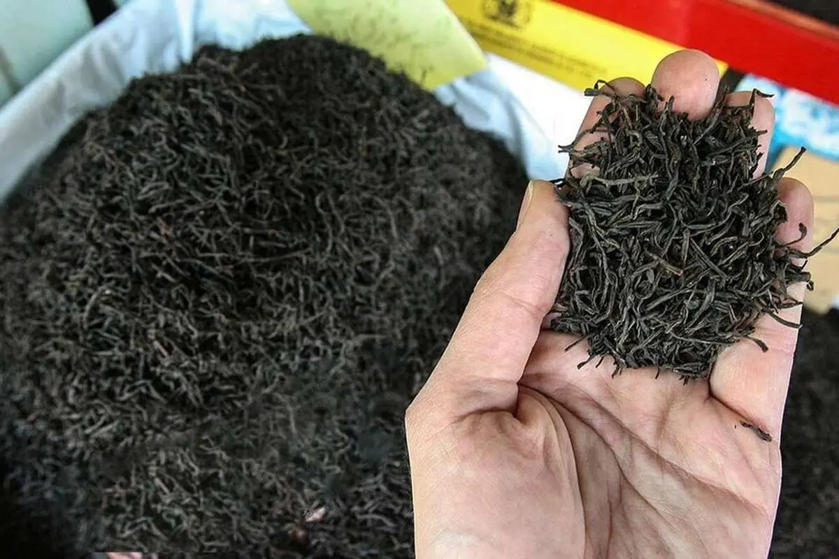 وزارت کشاورزی: معادل ارز تخصیصی به واردات چای، ریال گرفته شده است