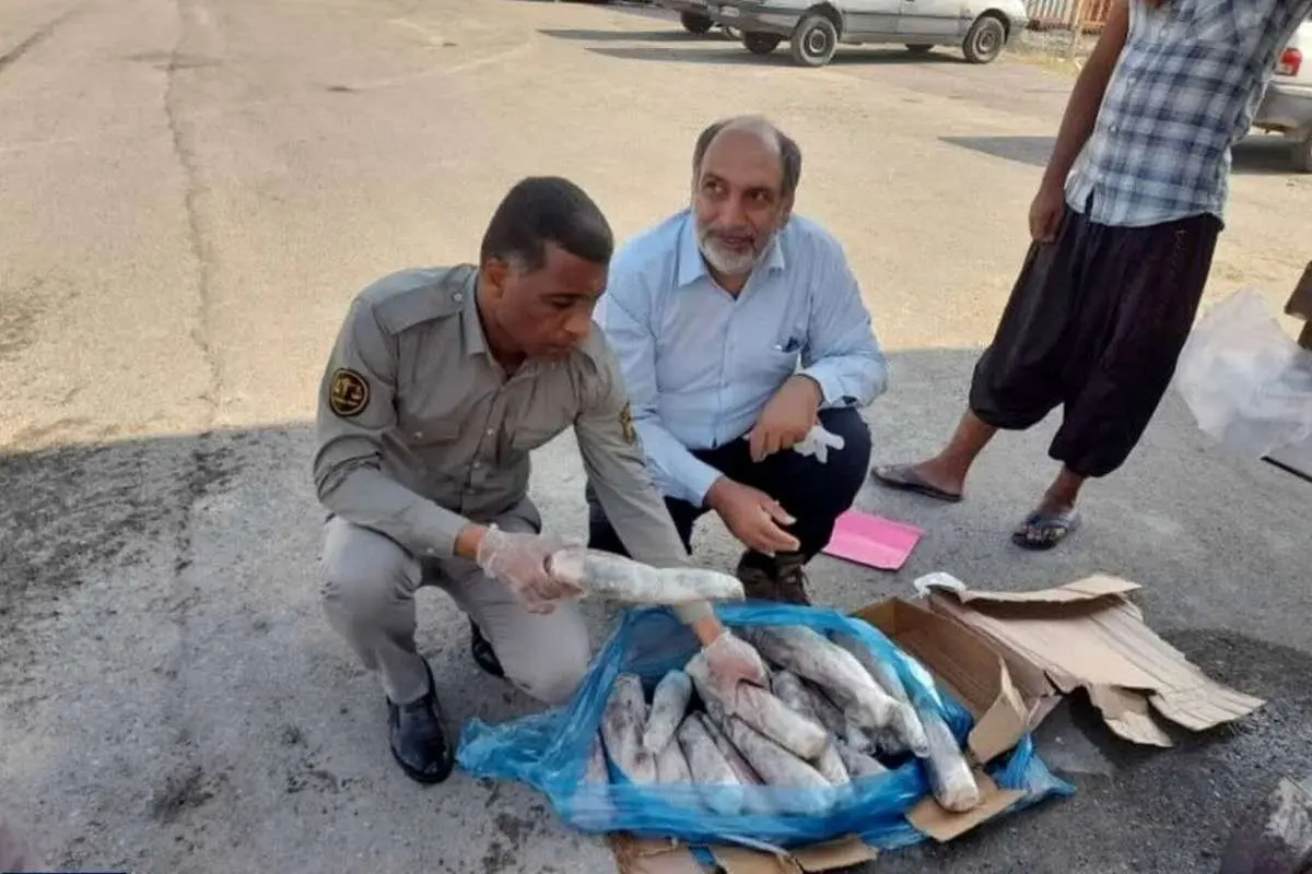 کشف محموله زبان حیوانات در میناب؛ از زبان گراز تا گاو