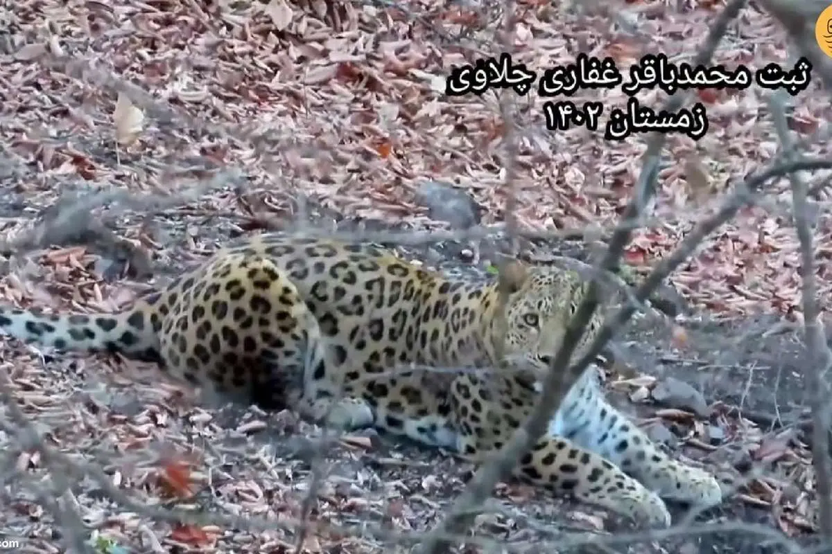 (ویدئو) صحبت کردن جالب محیطبان مازندرانی با یک پلنگ