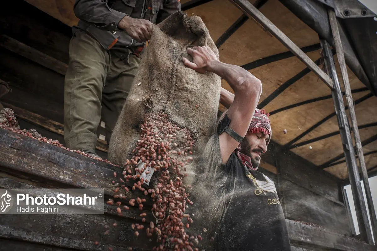 (تصاویر) معدوم سازی ۹۲ تُن بادام زمینی کپک زده در مشهد