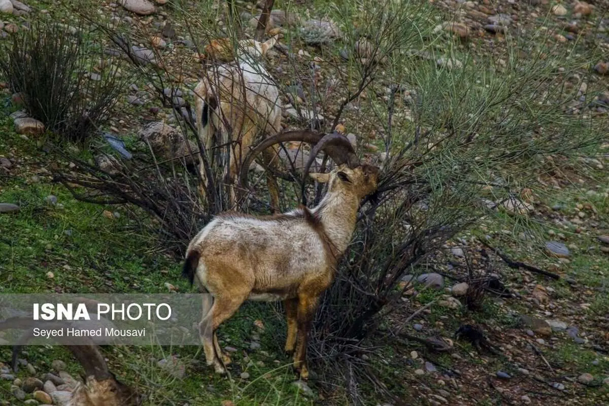 (تصاویر) سرشماری پاییزه حیاتوحش در خوزستان
