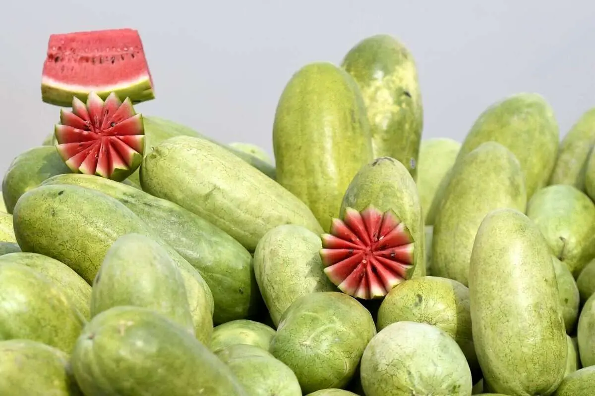 روش جالب نگهداری هنداونه شب یلدا در تهران قدیم