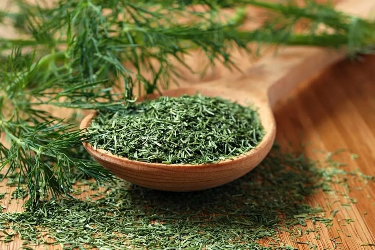 گیاه شگفت انگیز مورد علاقه فیثا غورس، بقراط و گلادیاتورها!