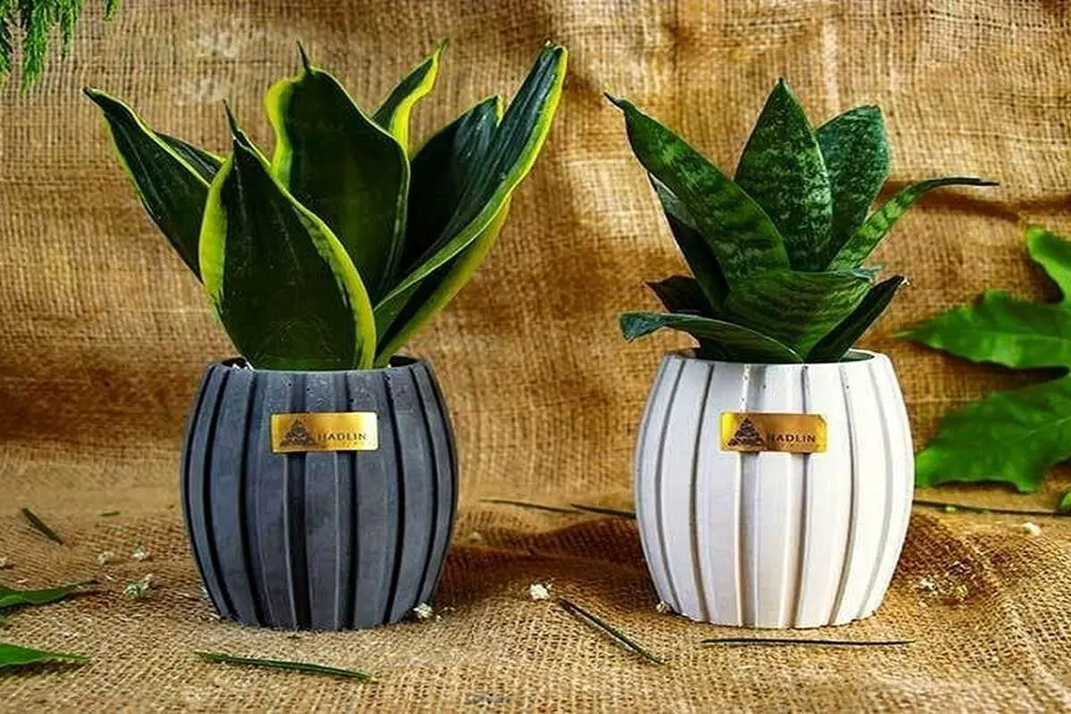 (ویدئو) این گلدان زیبا و شیک را با کمترین هزینه در خانه بسازید