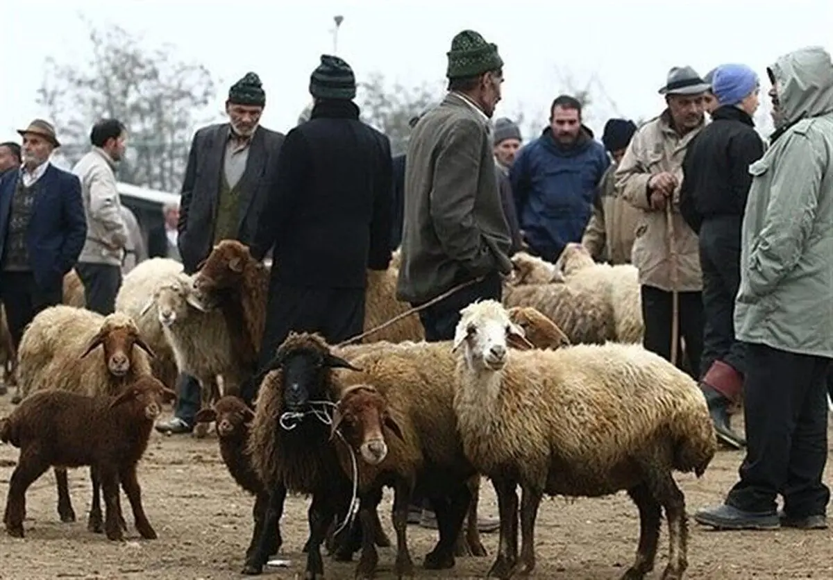قیمت دام زنده در بازار نجومی شد!